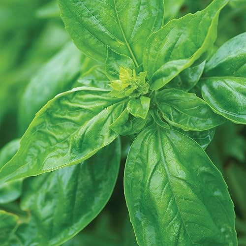 Miniatura 4 de Burpee Semillas de albahaca genovesa la mejor variedad para pesto auténtico