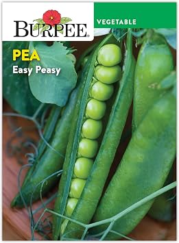 Burpee Easy Peasy Pea Seeds - 21gm Non-GMO Seed Packet for Home Gardening - Direct Sow, Shelling Peas Seeds for Planting Vegetables Pea, Easy Peasy