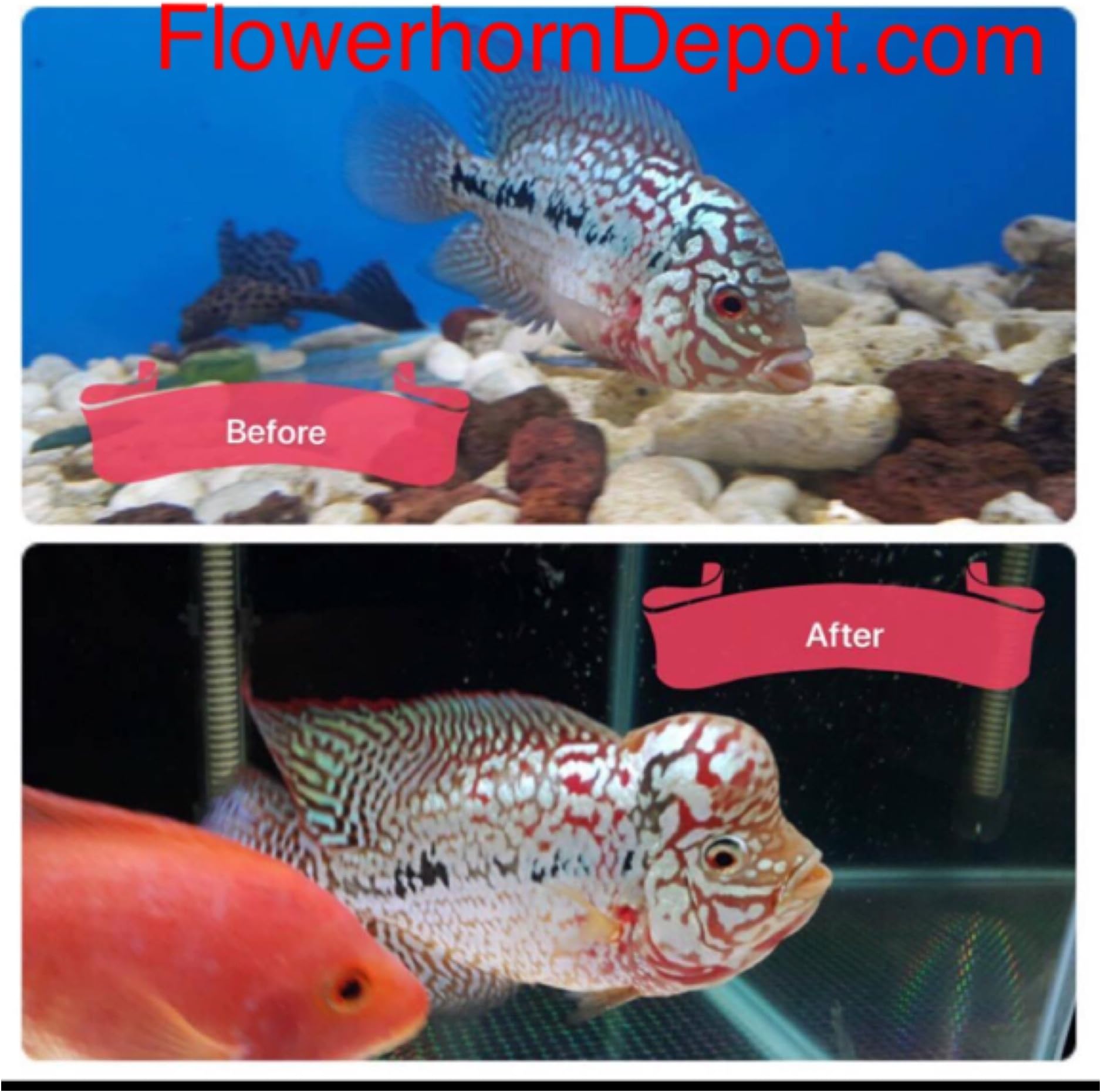 AMGBOOSTER FLOWERHORN Food (Medium) 100gram