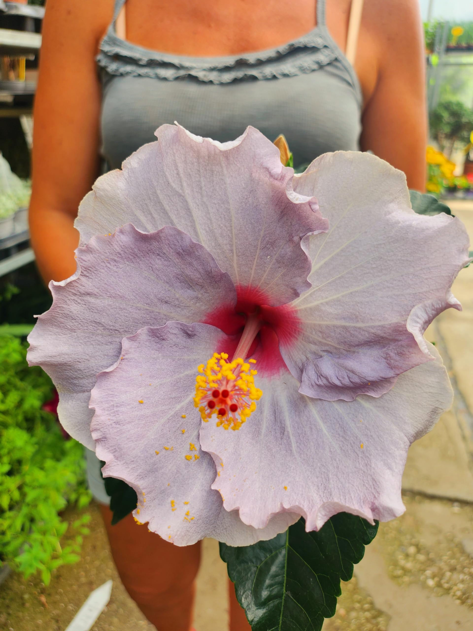 POWERS TO FLOWERS - HYBISCUS, IBISCO COLOR LAVANDA, VASO 14CM, FIORE XXL, pianta vera