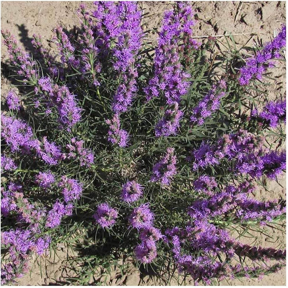 Everwilde Farms - 1/4 Lb Dotted Blazing Star Native Wildflower Seeds - Gold Vault
