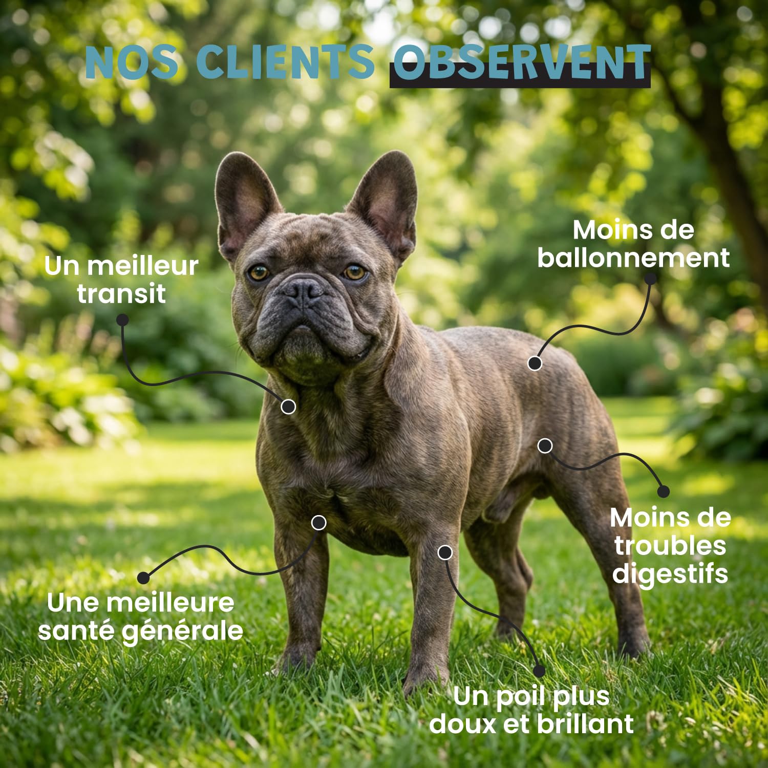 Probiotiques Chien Chat - 135 Milliards UFC - Flore Intestinale Digestion Transit - Lactobacillus Inuline Chicorée - Goût Poulet - 100g - Fabriqué en France - Museau & Co