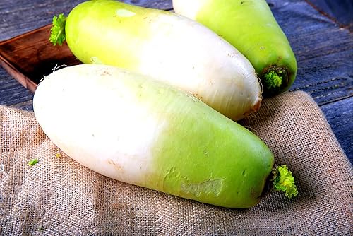Semillas de rábano coreano para plantar, más de 100 semillas, semillas de vegetales de jardín raras, deliciosas y fáciles de cultivar