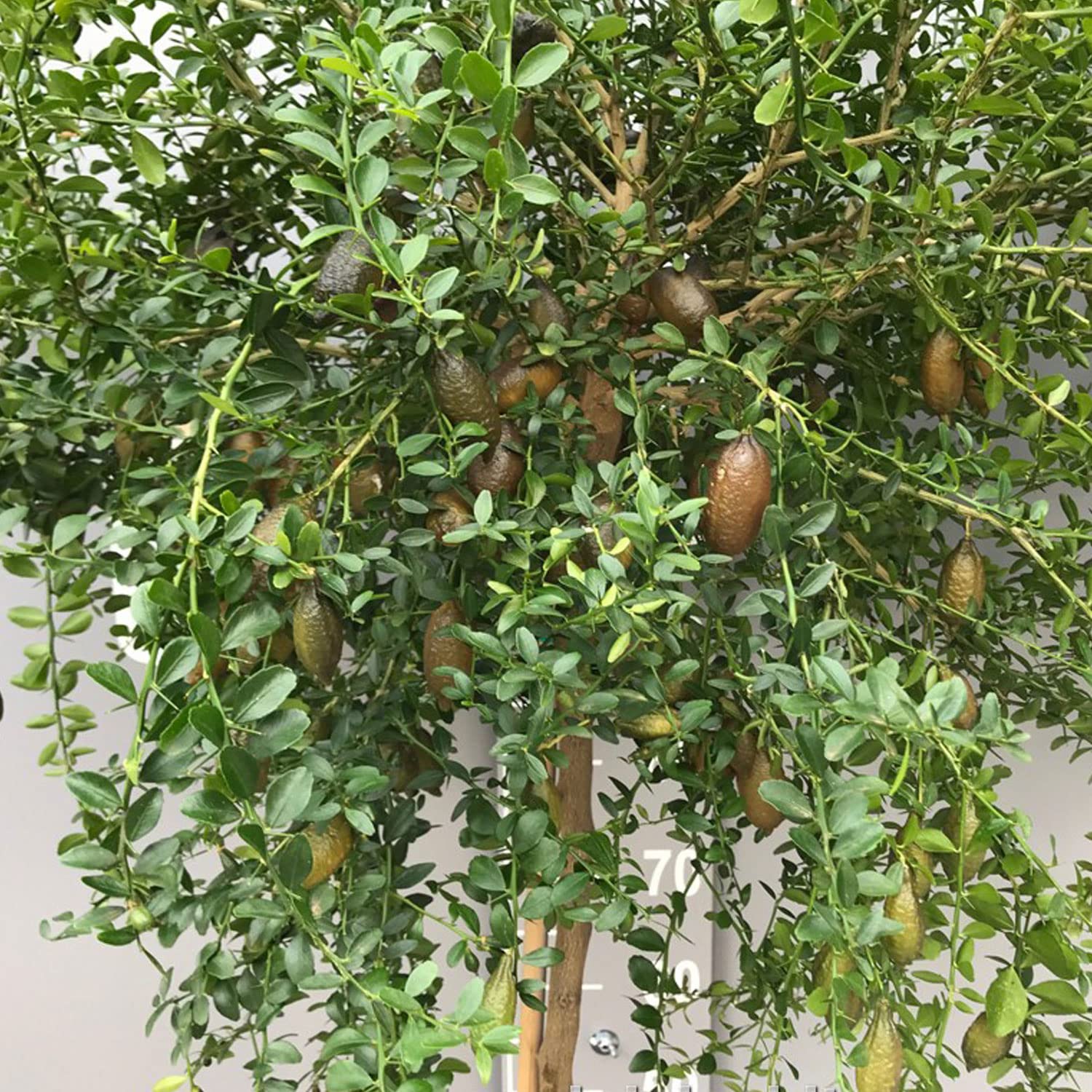 SAVINI VIVAI Pianta di Limone Caviale Rosa Albero di Agrumi Finger Lime Limone ad Alberello in Vaso 20 cm Altezza 50-70 cm 2 Anno di Innesto Made Italy