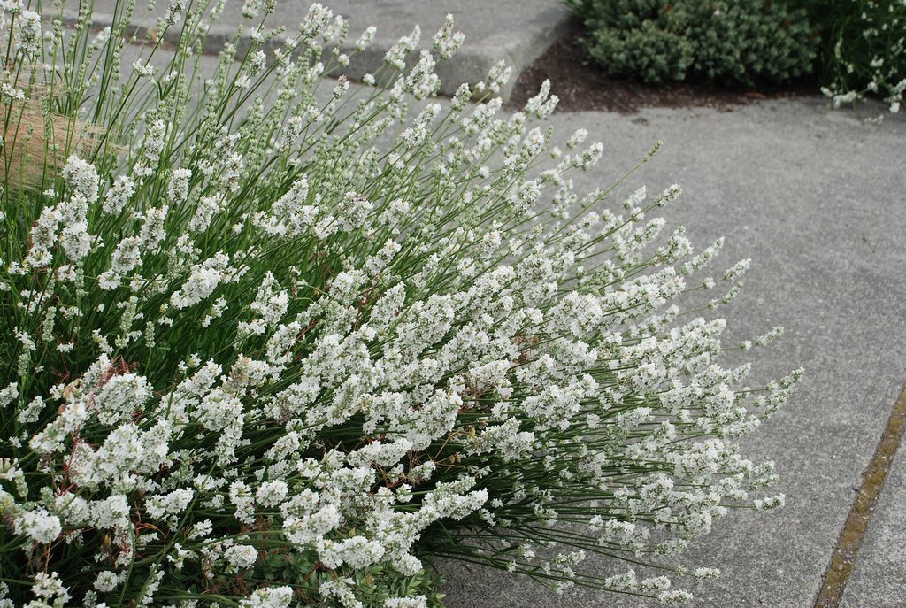 Stauden Gänge 10 x Lavandula angustifolia 'Alba' Echter Lavendel winterhart | Immergrüne Staude für Sonne, Blüte Juli bis August, mehrjährig, 9x9 cm Topf