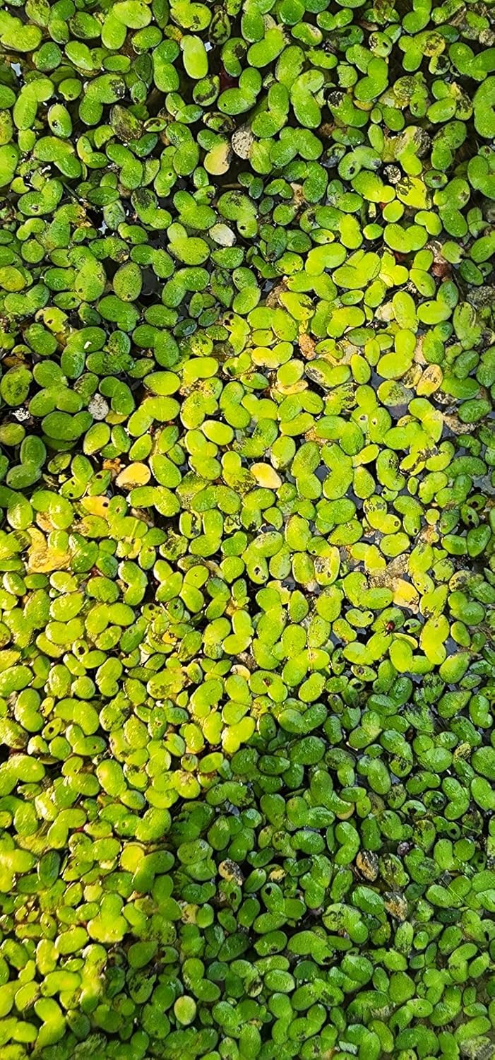 5,000 pc Live Duckweed (Lemna Minor) – 3-Day delivery, Organic Floating Aquatic Plant for Aquariums, Ponds, Aquaponics & Turtle Tanks | Natural Water Cleaner & Fish/Reptile Treat (5000)