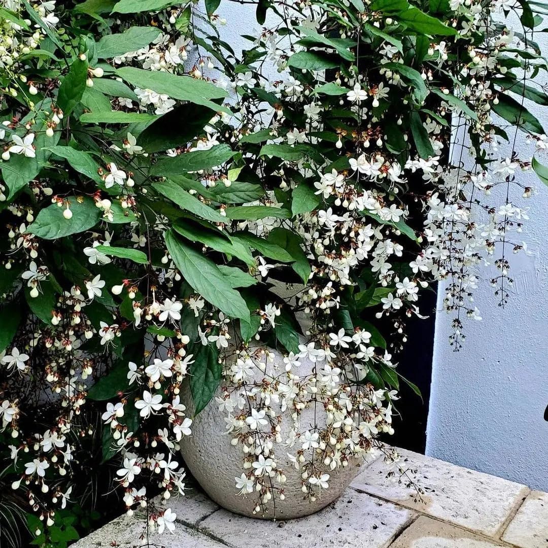 Chain of Glory White Flower Live Plant Manikonna Flowering Creeper with Cascading Growth Habit for Home Garden Balcony Fence and Trellis Support Pack of 1-image-33