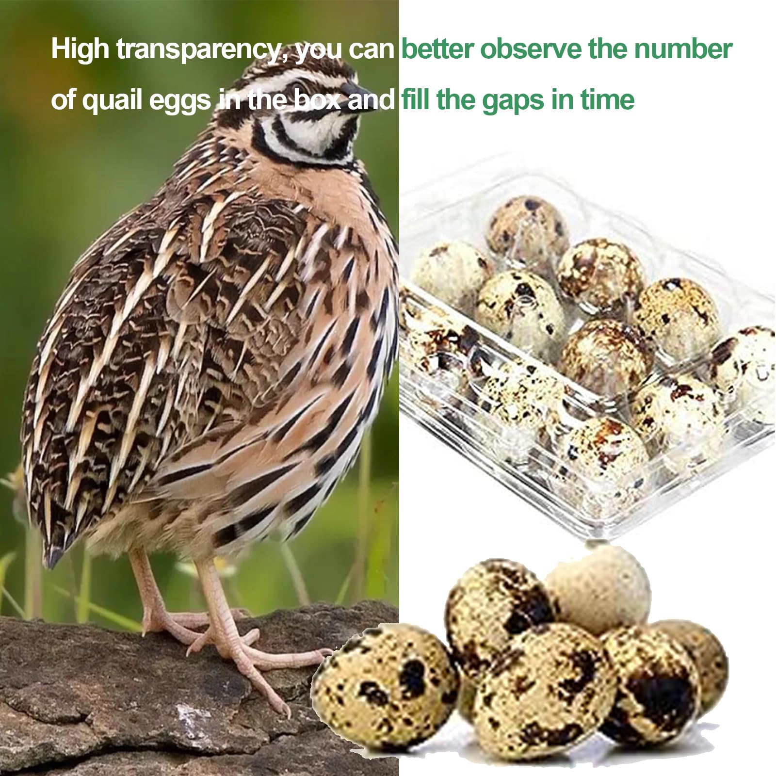 30 cajas de huevos de codorniz, huevos de codorniz, cajas de huevos de codorniz, cajas de huevos, cajas de huevos de codorniz de plástico, caja de huevos transparente para huevos de codorniz