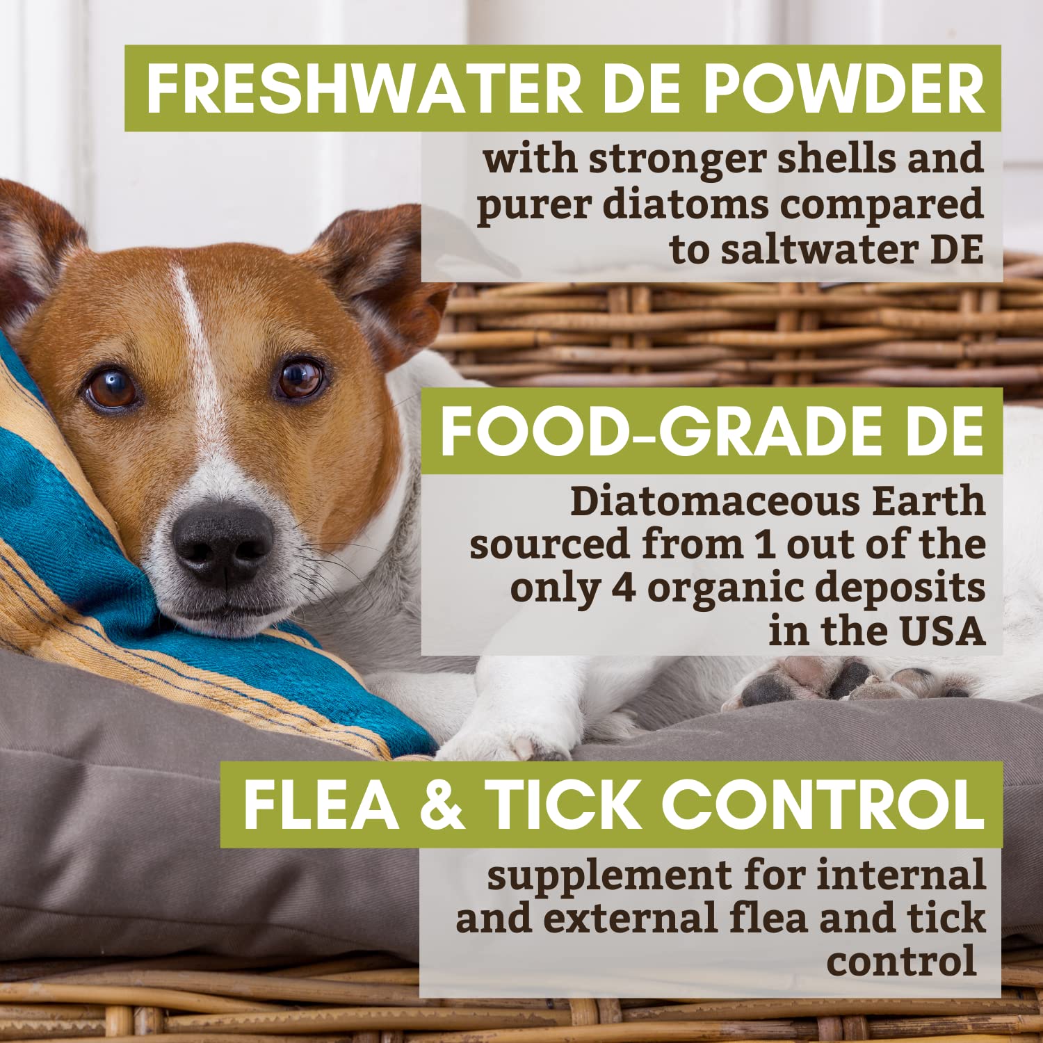 Is Silica Bad For Dogs