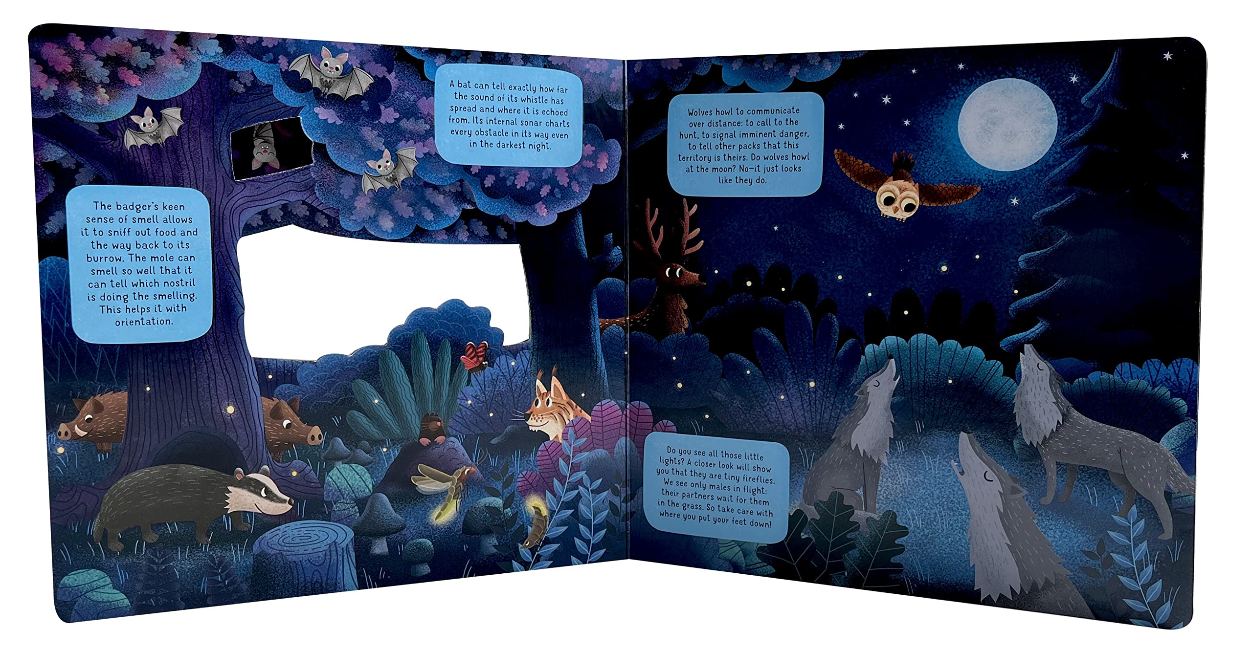 Discovering the Hidden World of Nature at Night (Peek Inside)