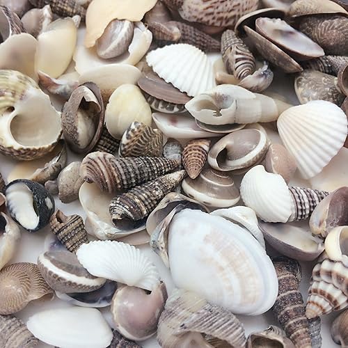 Miniatura 3 de PEPPERLONELY Conchas marinas naturales indias mezcladas, pequeñas, de 12 pulgada a 1-12 pulgada en tamaños, 8 onzas, aprox. 380 unidades + conchas