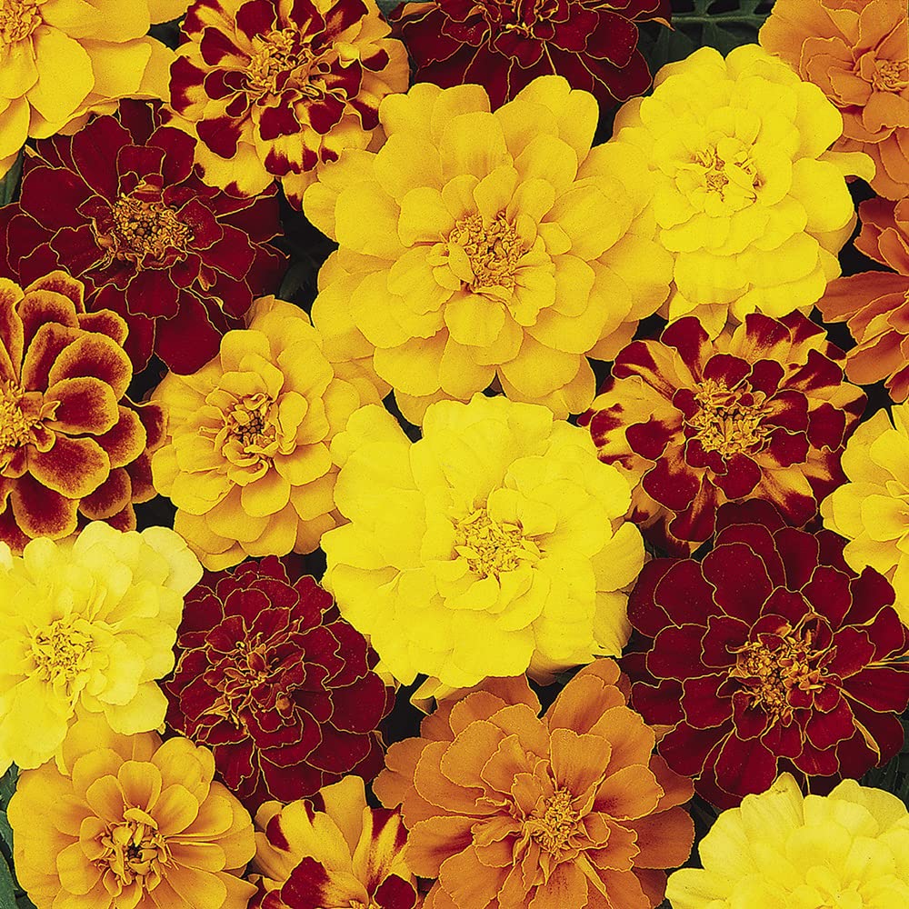 YouGarden French Marigold 'Bonanza' Mix, 120 x Pro Plugs