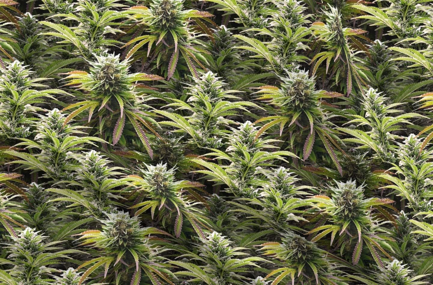 Spoonflower Fabric - Big Marijuana Cannabis 420 Weed Grass Printed on Organic Cotton Sateen Fabric by The Yard - Sewing Quilting Apparel Home Decor