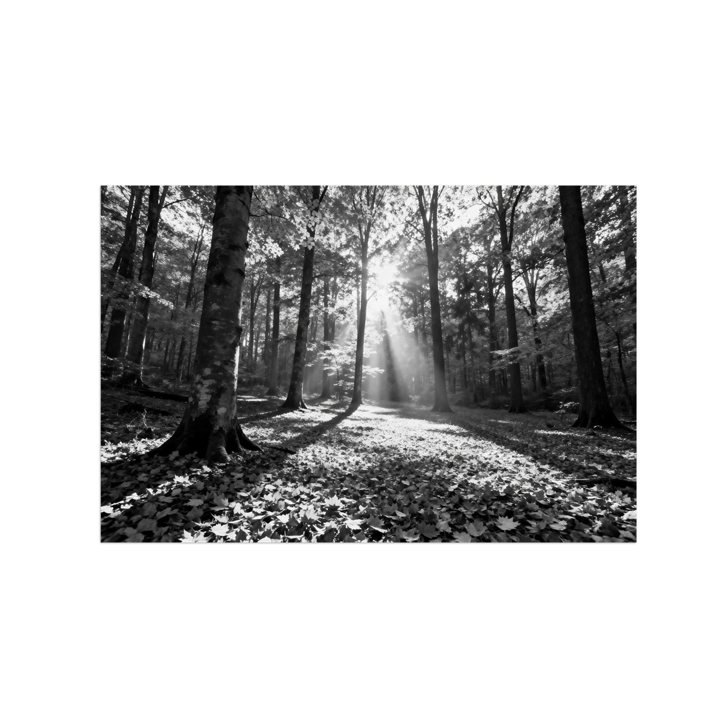 OZPWBVY Black and White Landscape Print Painting-Forest Tree Sunshine 4-Minimalist Canvas Wall Art Picture for Home Decor 12x18in 30x45cm Unframed