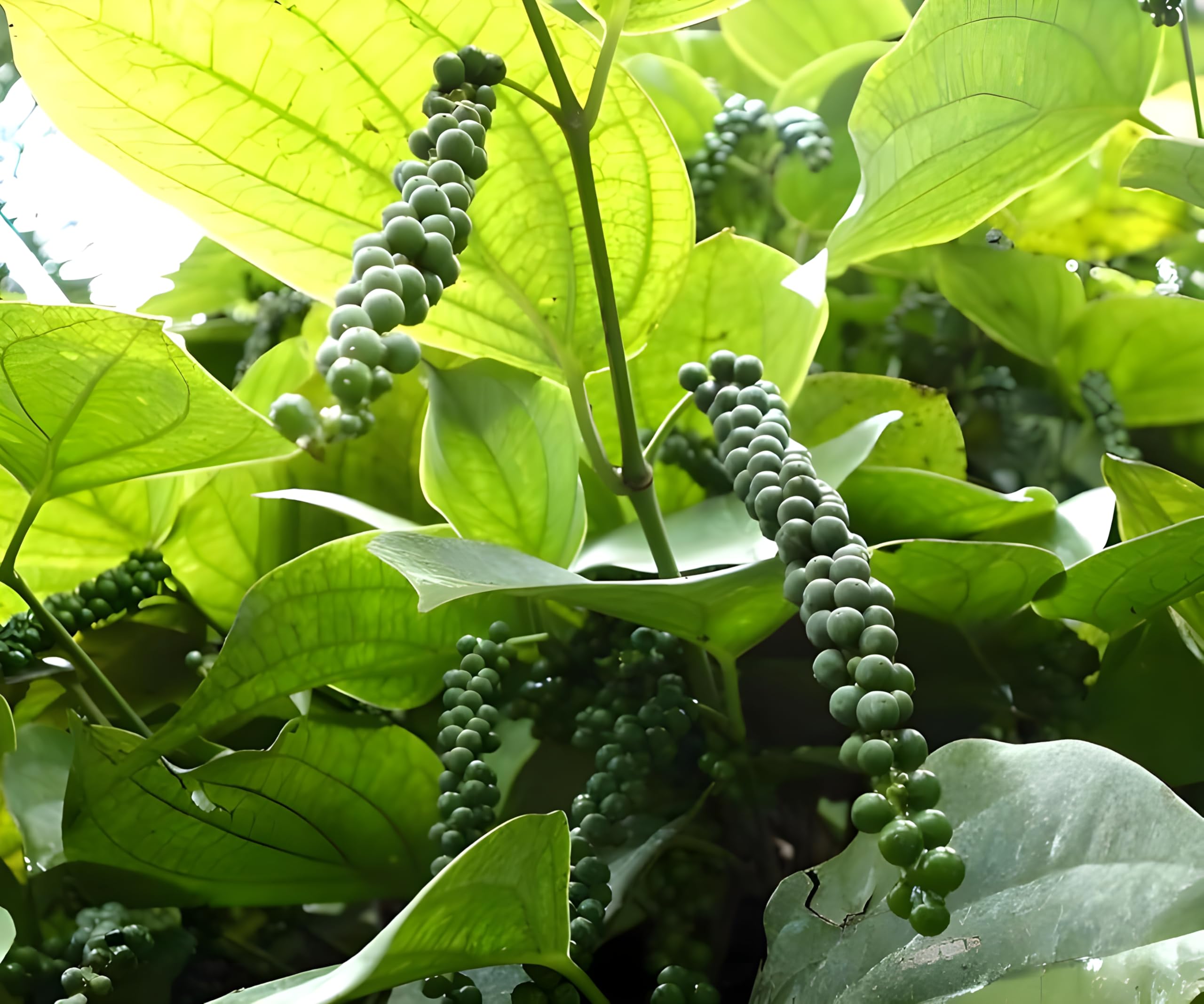 BLACK PEPPER PLANT OUTDOOR GARDEN LIVE ORGANIC HYBRID FRUIT GOLMORICH PLANT PACK OF 1 (B0D84FPSH7) Amazon Price History, Amazon Price Tracker