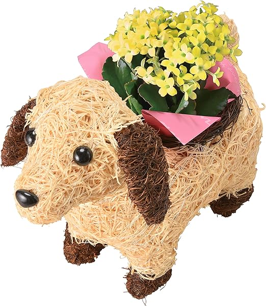 Amazon 花のギフト社 カランコエ 花鉢 鉢植え フラワーギフト お花 わんわん カランコエの花 プレゼント 花 観葉植物 フラワーギフト オンライン通販 Amazon 花のギフト社 カランコエ 花鉢 鉢植え フラワーギフト お花 わんわん カランコエの花 プレゼント 花 観葉植物 フラワーギフト オンライン通販