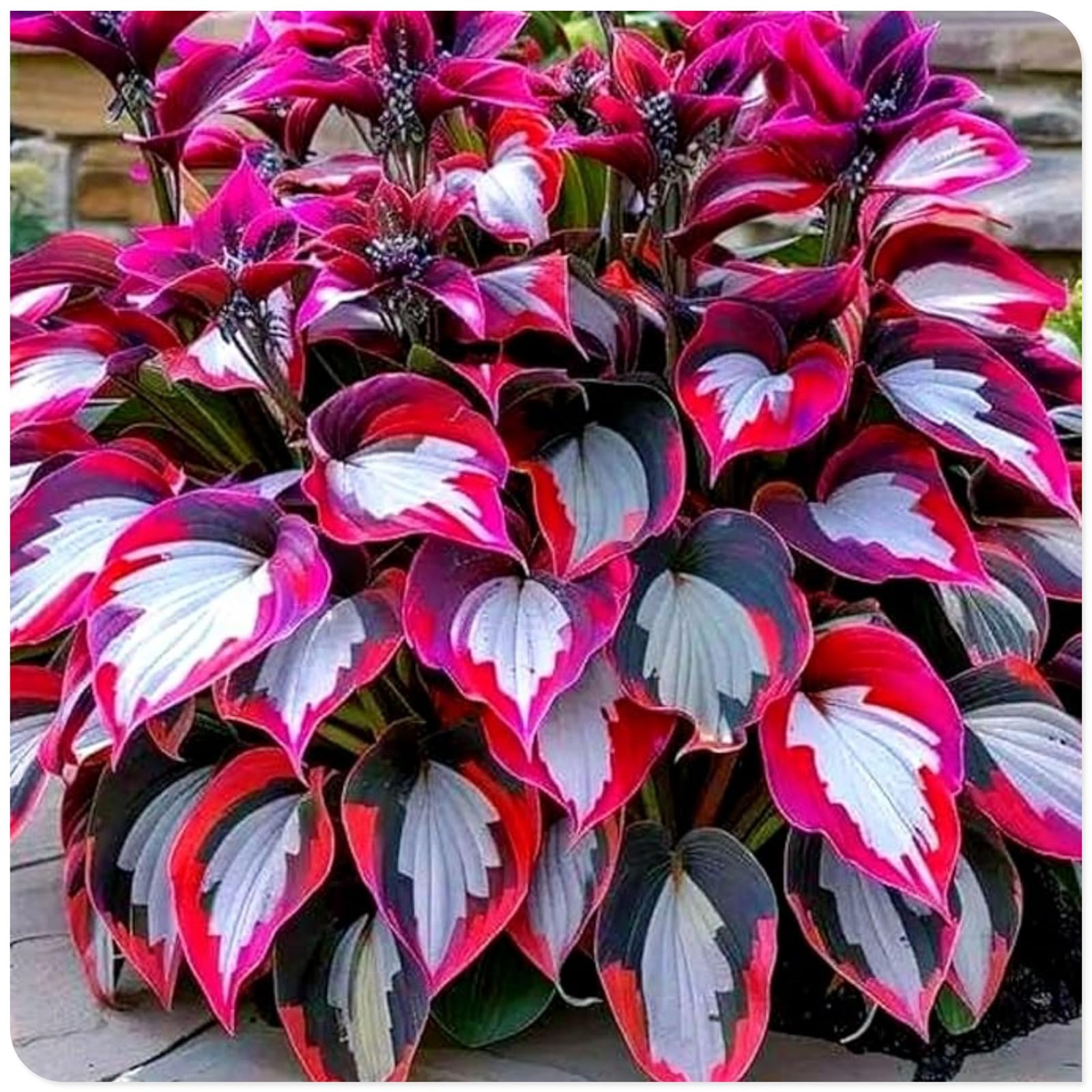 Hosta Bulbs Fall Planting UK/Ornamental/Potted/Plants/Rhizome/Resistant/Bedding/Gorgeous/Hosta plant-F-15 Bulbs