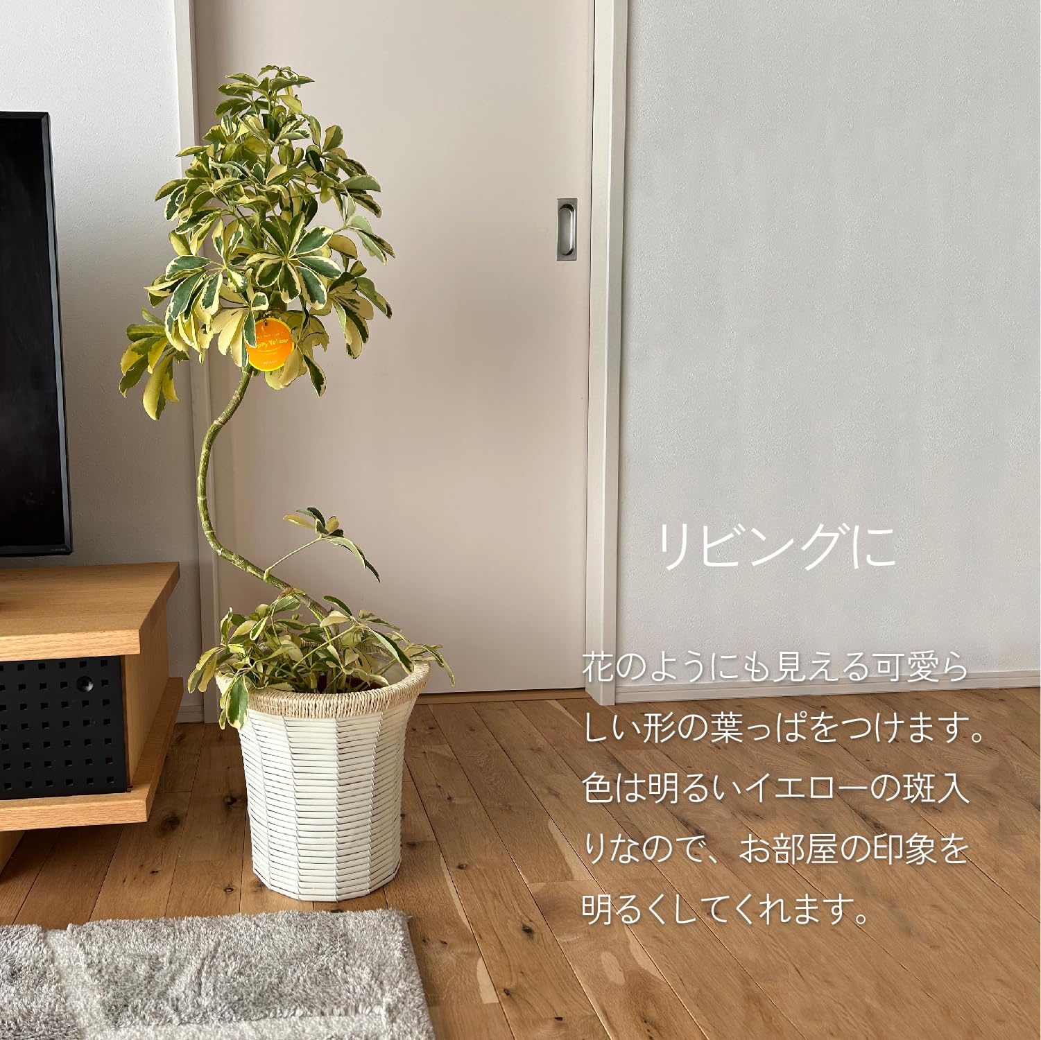 Amazon｜花のギフト社 シェフレラ 観葉植物 本物 大型「ハッピー