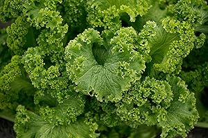 Southern Giant Curled Mustard Seeds