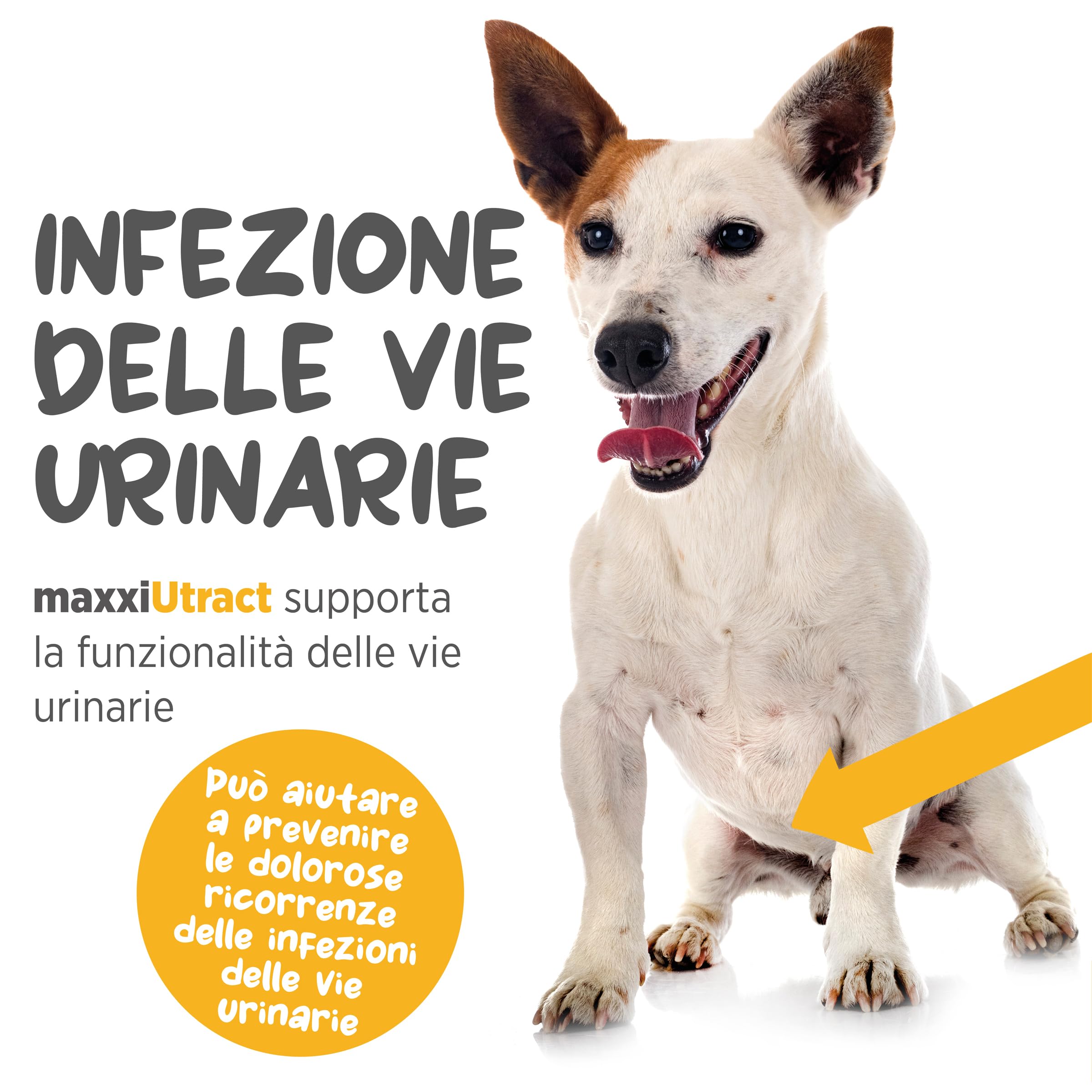 maxxipaws maxxiUtract Benessere Urinario e della Vescica - Integratore in Polvere per Cani, 150g