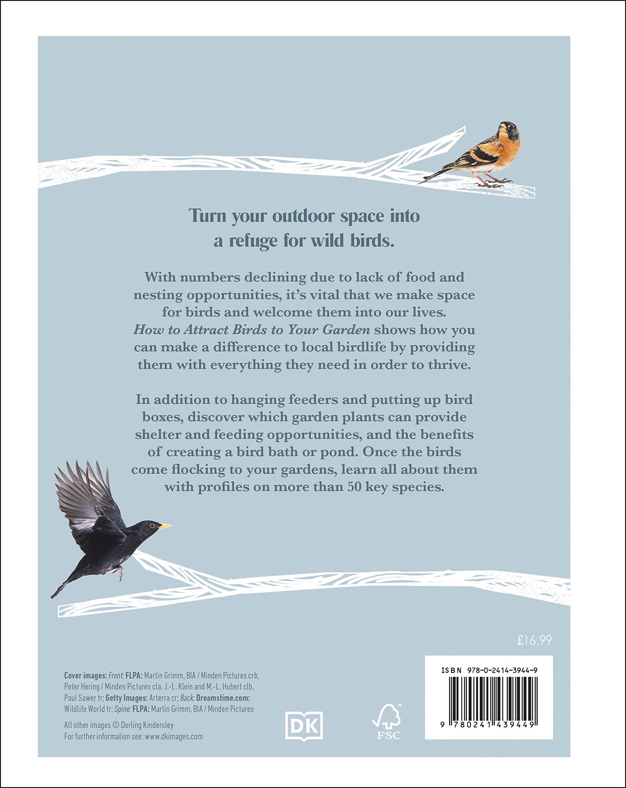 How to Attract Birds to Your Garden: Foods they like, plants they love, shelter they need