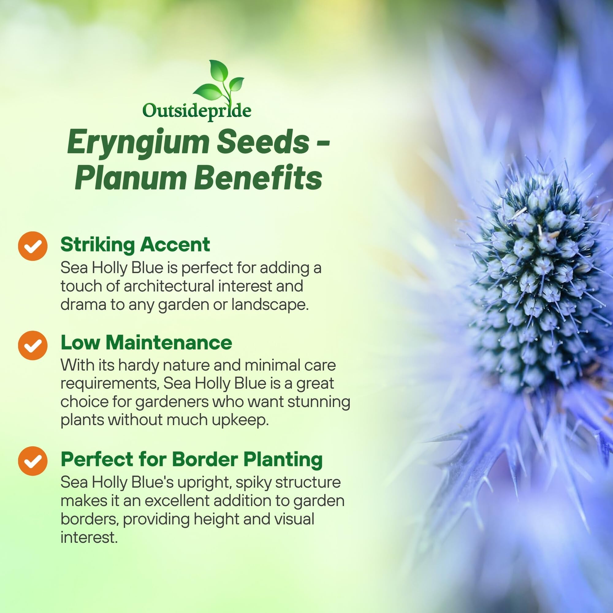 Amazon.com : Outsidepride Silver Blue Sea Holly Seeds for Planting