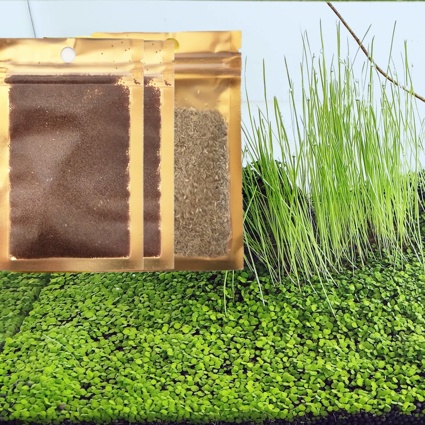 3 Bags Aquarium Plant S.e.e.d Set, not aritifical Plastic, Fresh Water Live Grass for Fish Tank ZQ21