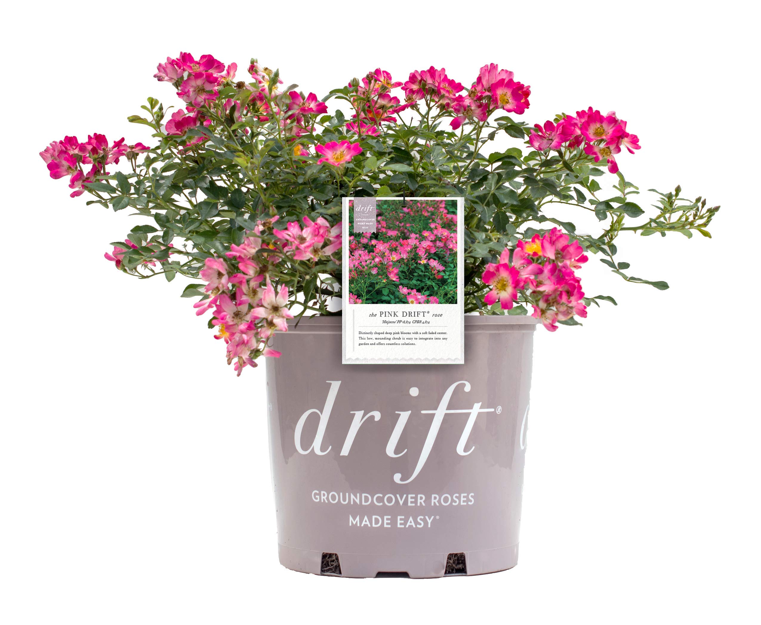 Drift Roses Pink Drift
