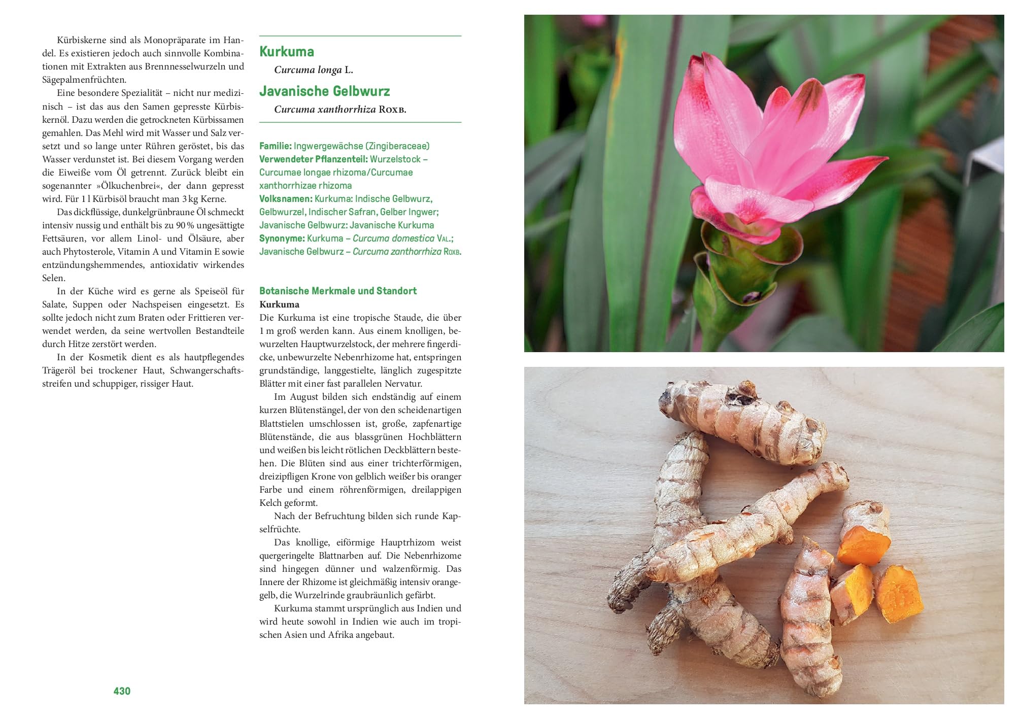 Phytotherapie in Theorie und Praxis: Das große Buch zur Pflanzenheilkunde – das neue Lehr- und Nachschlagewerk: Heilen mit Johanniskraut, Schafgarbe und Spitzwegerich