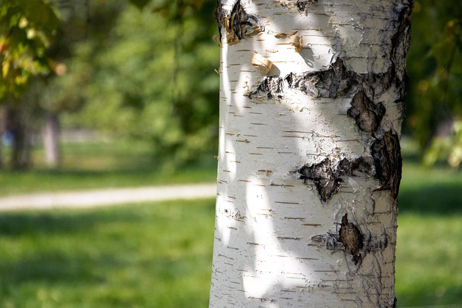 Paper Birch Tree Seedlings for Planting - Betula papyrifera - Stunning White Bark (5 Seedlings)