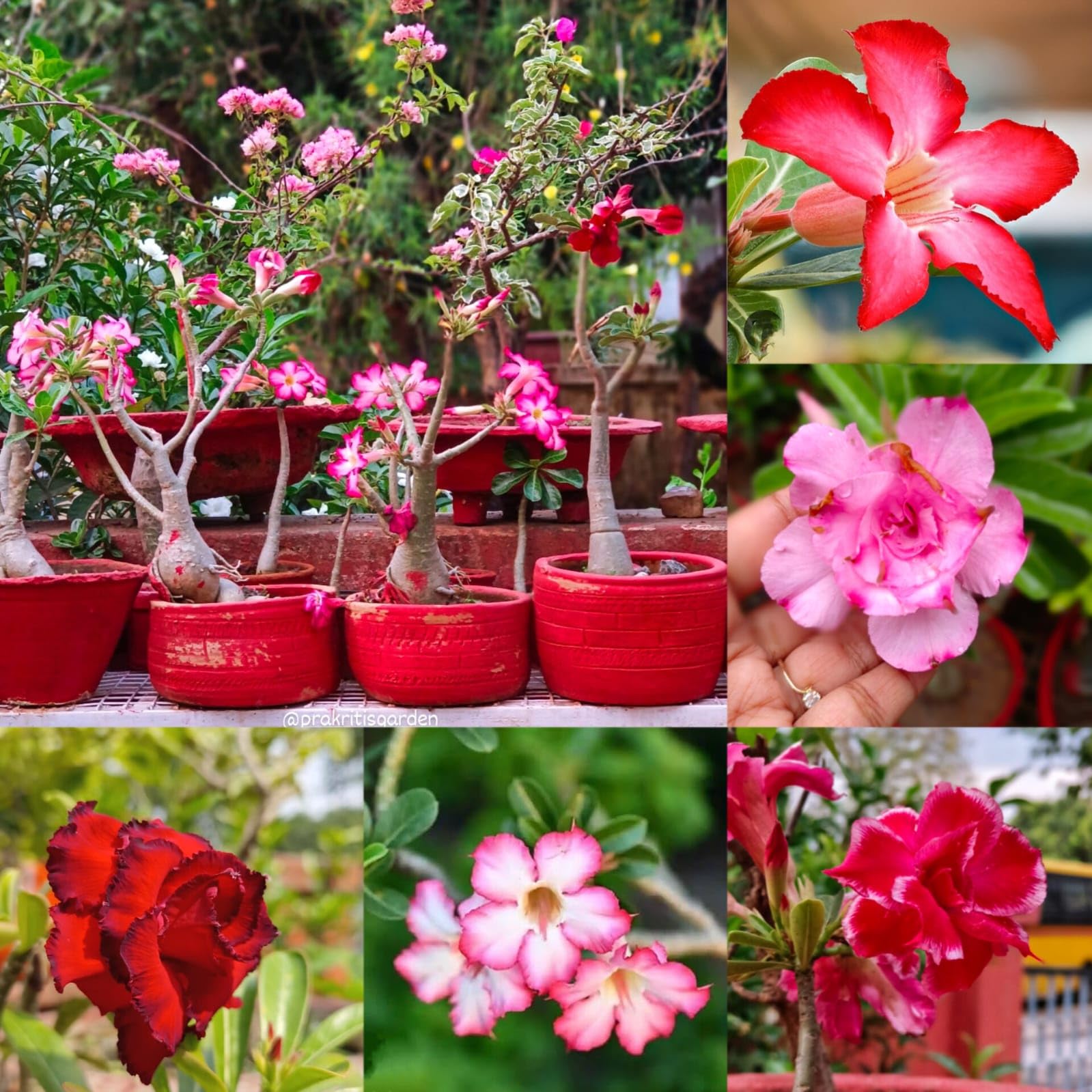 Colorful Desert Rose Adenium Seeds – Hybrid Arabicum, Grafted, Mixed Double Petal Flowers, Easy Growing, Ideal for Balcony, Terrace & Garden || Pack of 10
