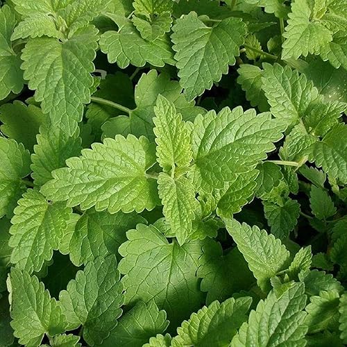 Miniatura 4 de YEGAOL Garden - Semillas de hierba gatera Nepeta Cataria, fácil de cuidar en contenedor de jardín, 100 piezas de semillas de hierbas