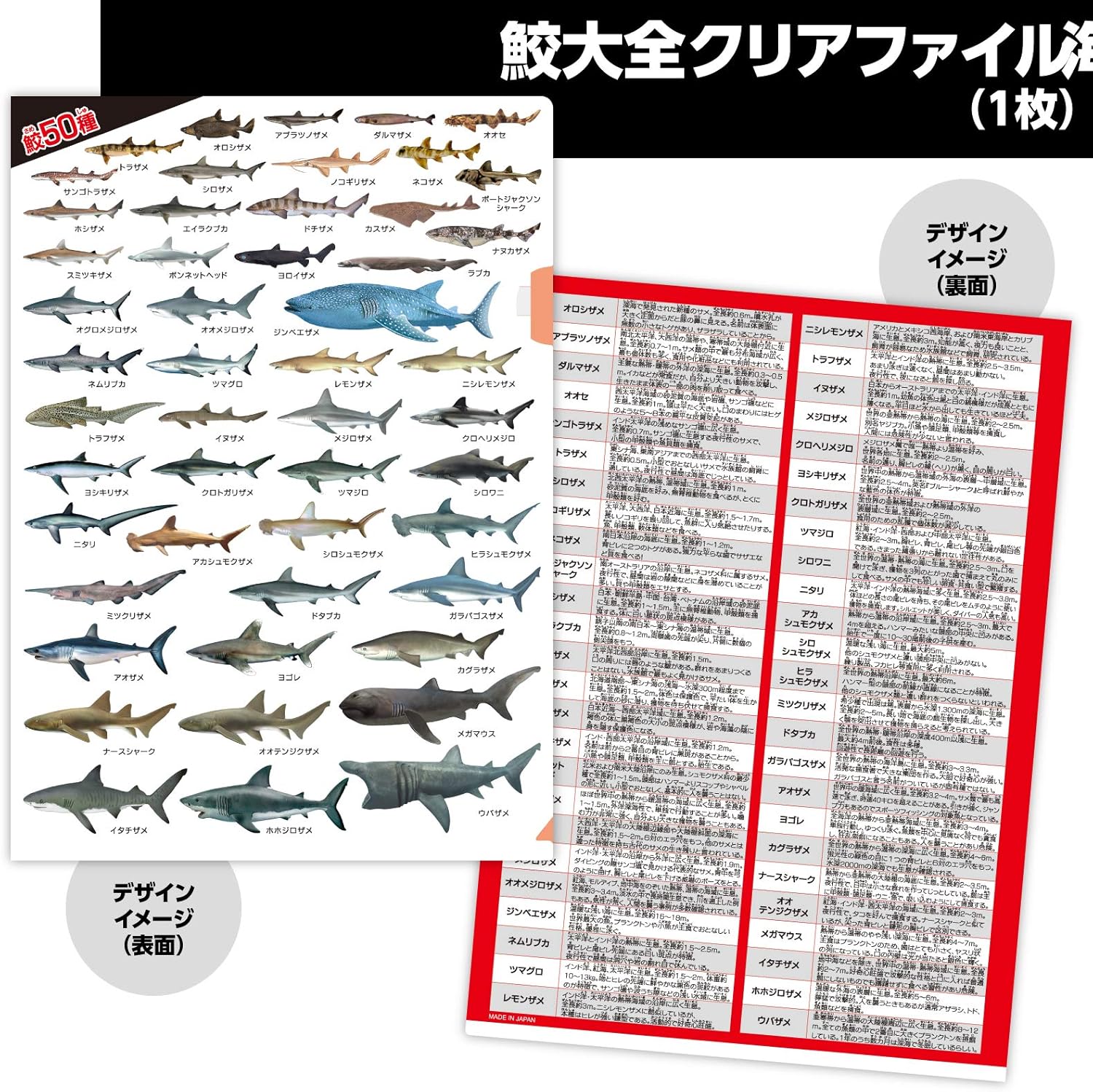 Amazon ザ アクセス クリアファイル 水族館で人気なクリアファイルセット クリアホルダー 文房具 オフィス用品 Amazon ザ アクセス クリアファイル 水族館で人気なクリアファイルセット クリアホルダー 文房具 オフィス用品