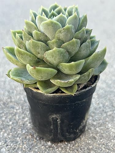 Miniatura 3 de Echeveria Lime and Chile - Planta suculenta viva, maceta de 2 pulgadas con tierra, totalmente enraizada, decoración para el hogar y la oficina