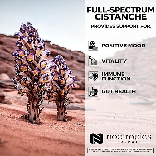 Miniatura 4 de Nootropics Depot Cápsulas de Cistanche tubulosa  700 mg  5% equinacosido + 1% verbascósido (acetósido)  60 unidades