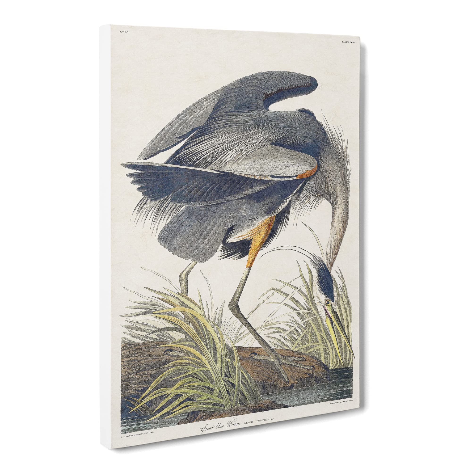 Great Blue Heron By John James Audubon Canvas Print, Mixed, 25L x 50W cm