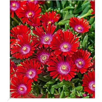 Baldur Garten Sundella Red Hardy Ice Flower Plants in 9 x 9 cm Pot Set of 2 | Hardy perennial, dry resistant, perennial, easy