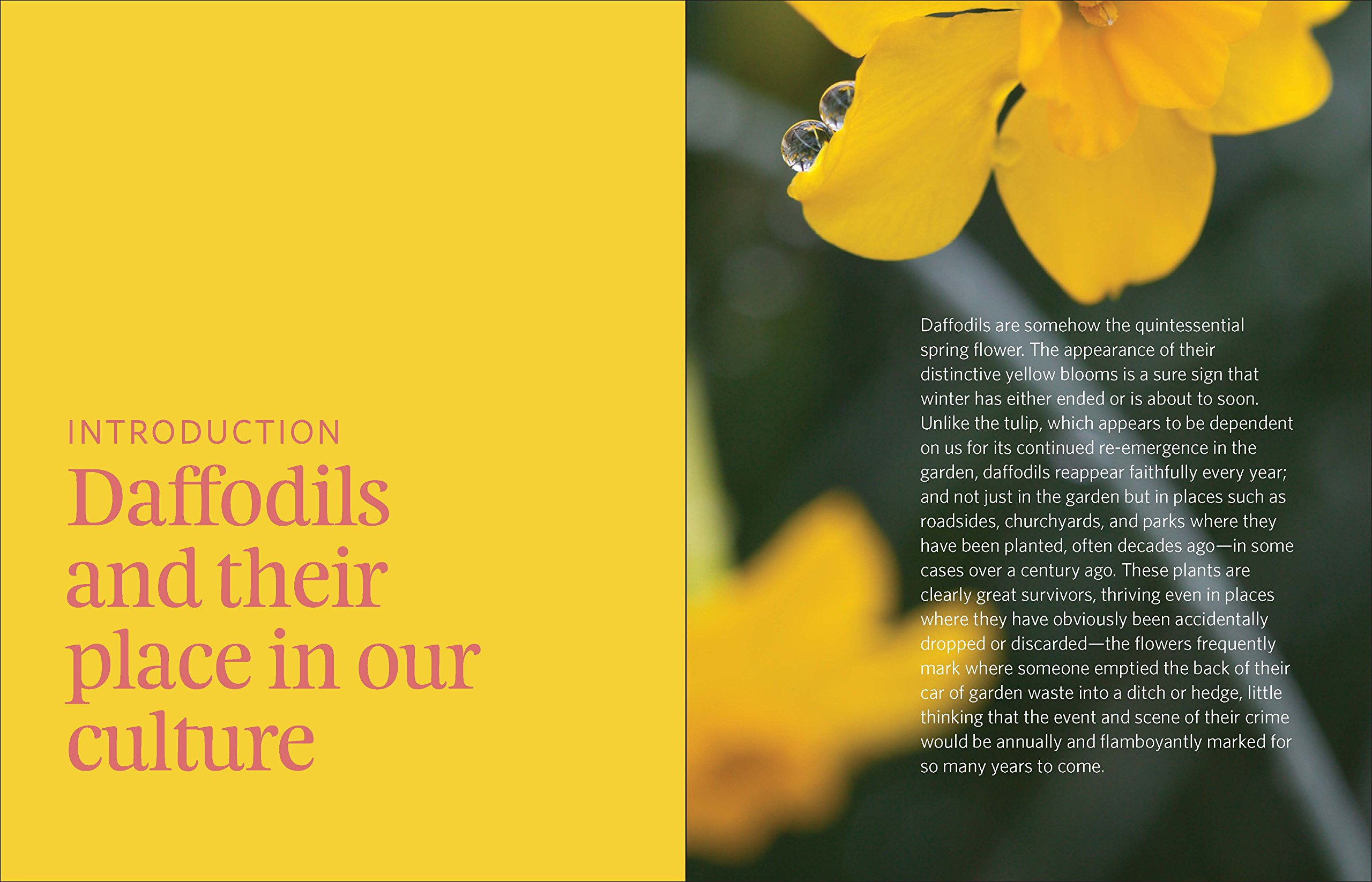 Daffodil: The Remarkable Story of the World's Most Popular Spring Flower