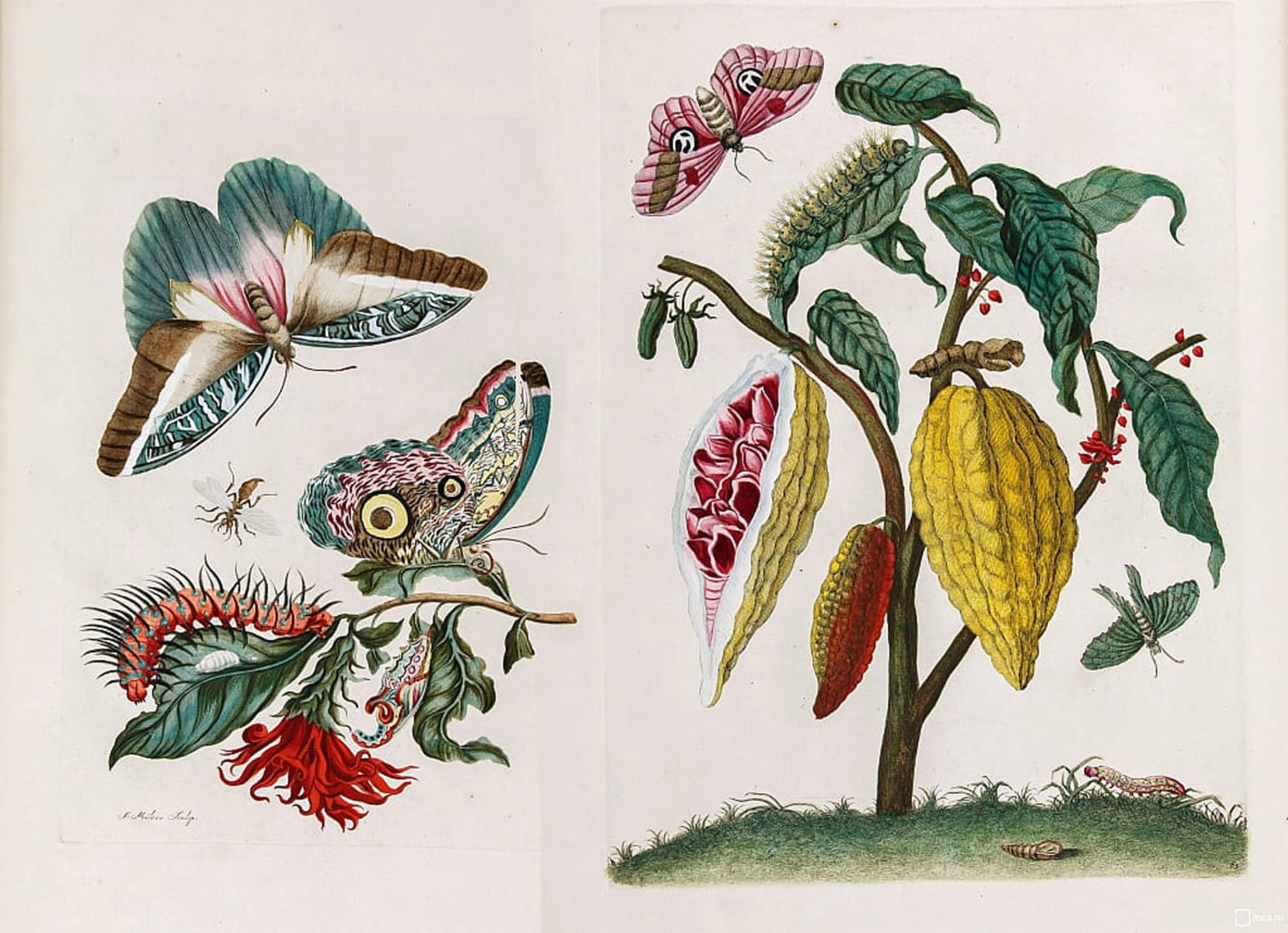 SERENDIPITP Vintage Picture Print on Canvas Wall Art Poster Metamorphosis Insectorum Surinamensium by Maria Si Artwork Print Poster for Wall Decor 60x90cm