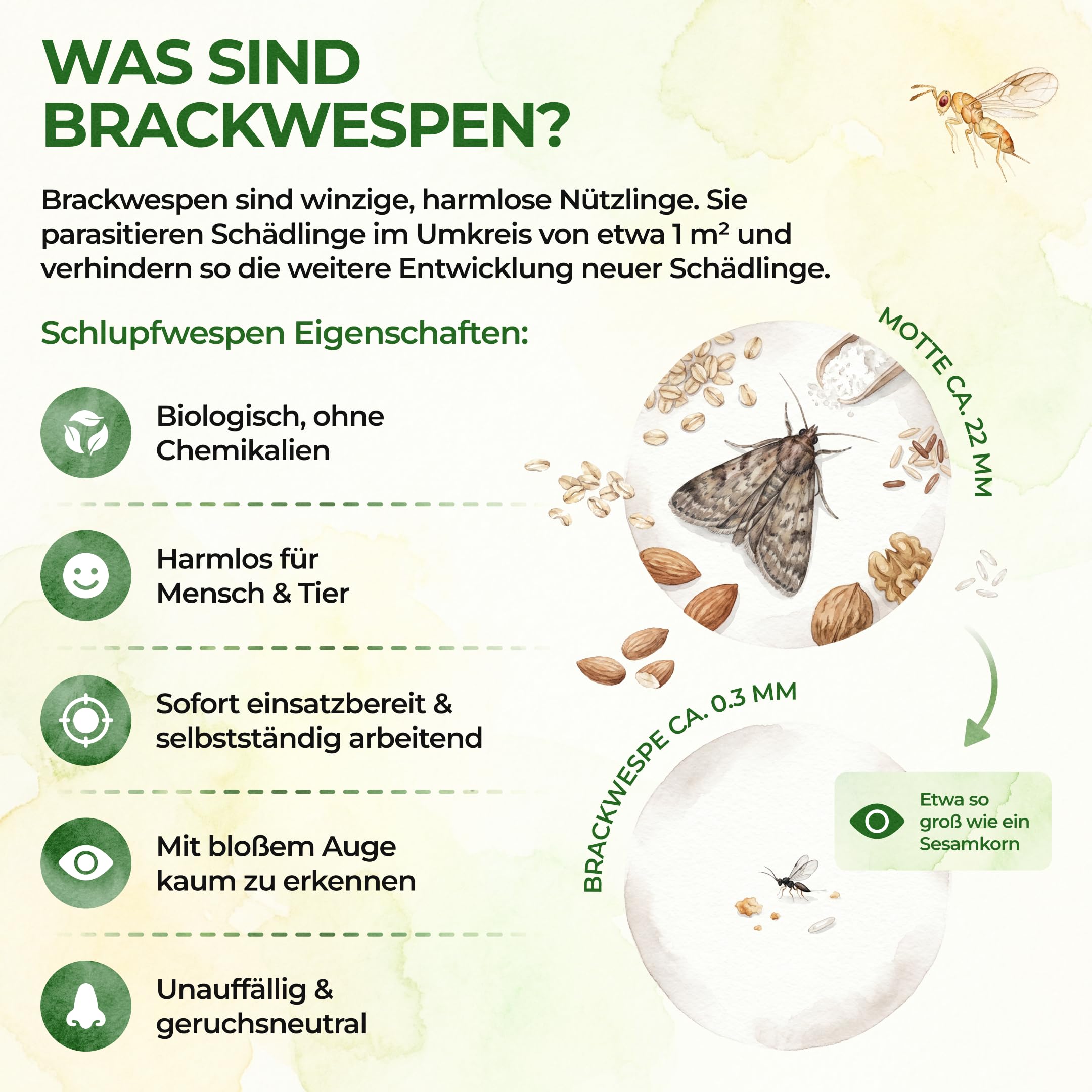 GREEN GUARDIA Brackwespen gegen Lebensmittelmotten - 1x Röhrchen à 40 Nützlinge - Brackis, Habrobracon hebetor, Turbo-Booster zur Mottenbekämpfung