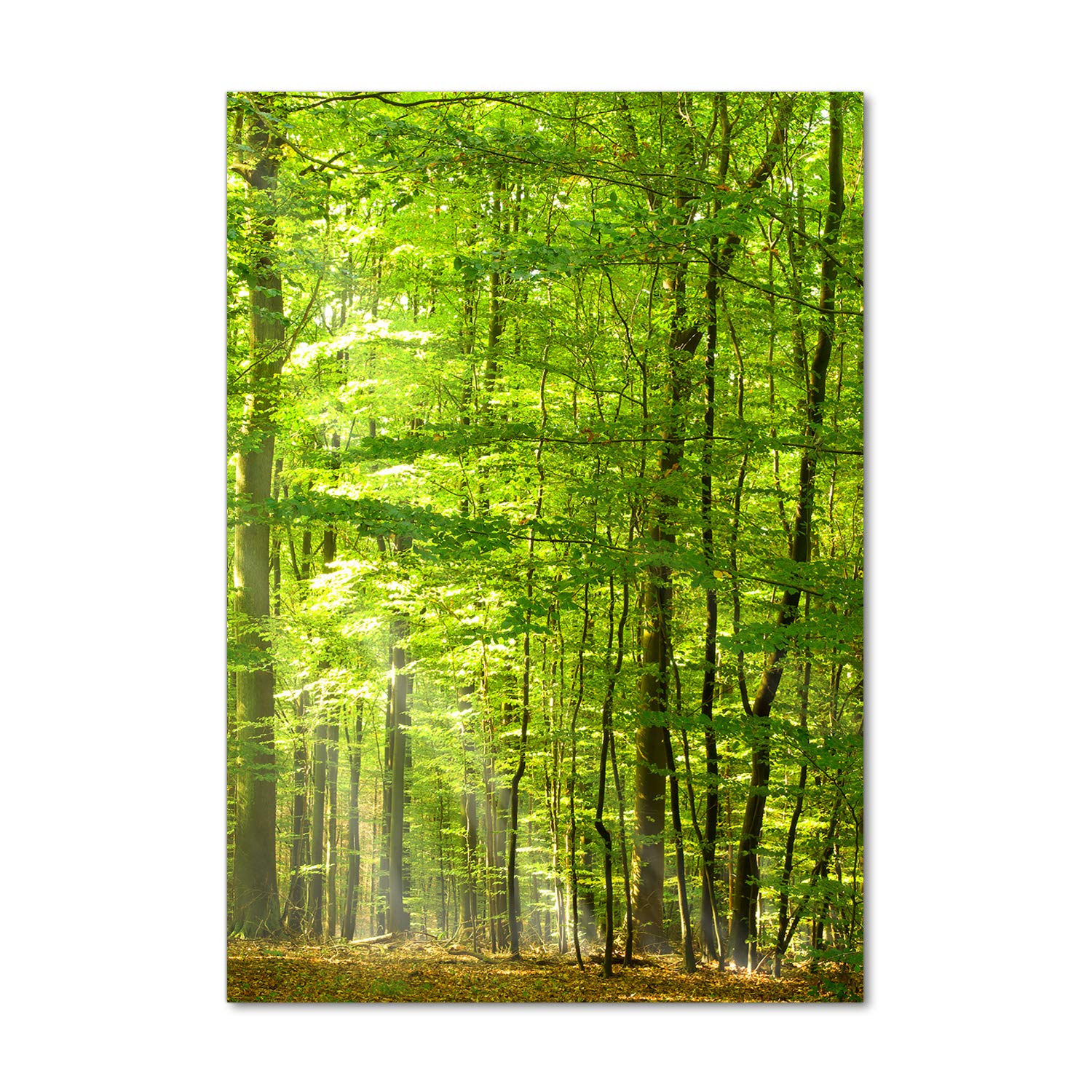 Tableau panoramique forêt de hêtres en verre 60x120 cm idéal pour une cuisine verte