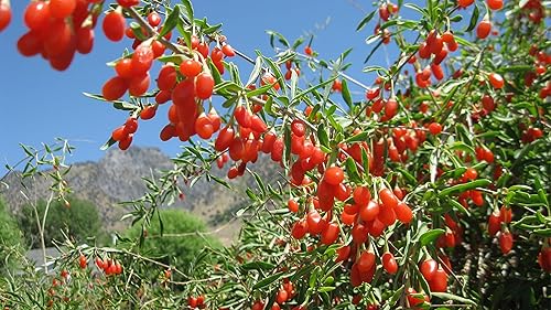 Miniatura 6 de Goji Berry 50 Semillas – Lycium Chinense/Lycium Barbarum, planta de Wolfberry china, súper fruta perenne sin OMG, semillas de bayas de Goji fáciles