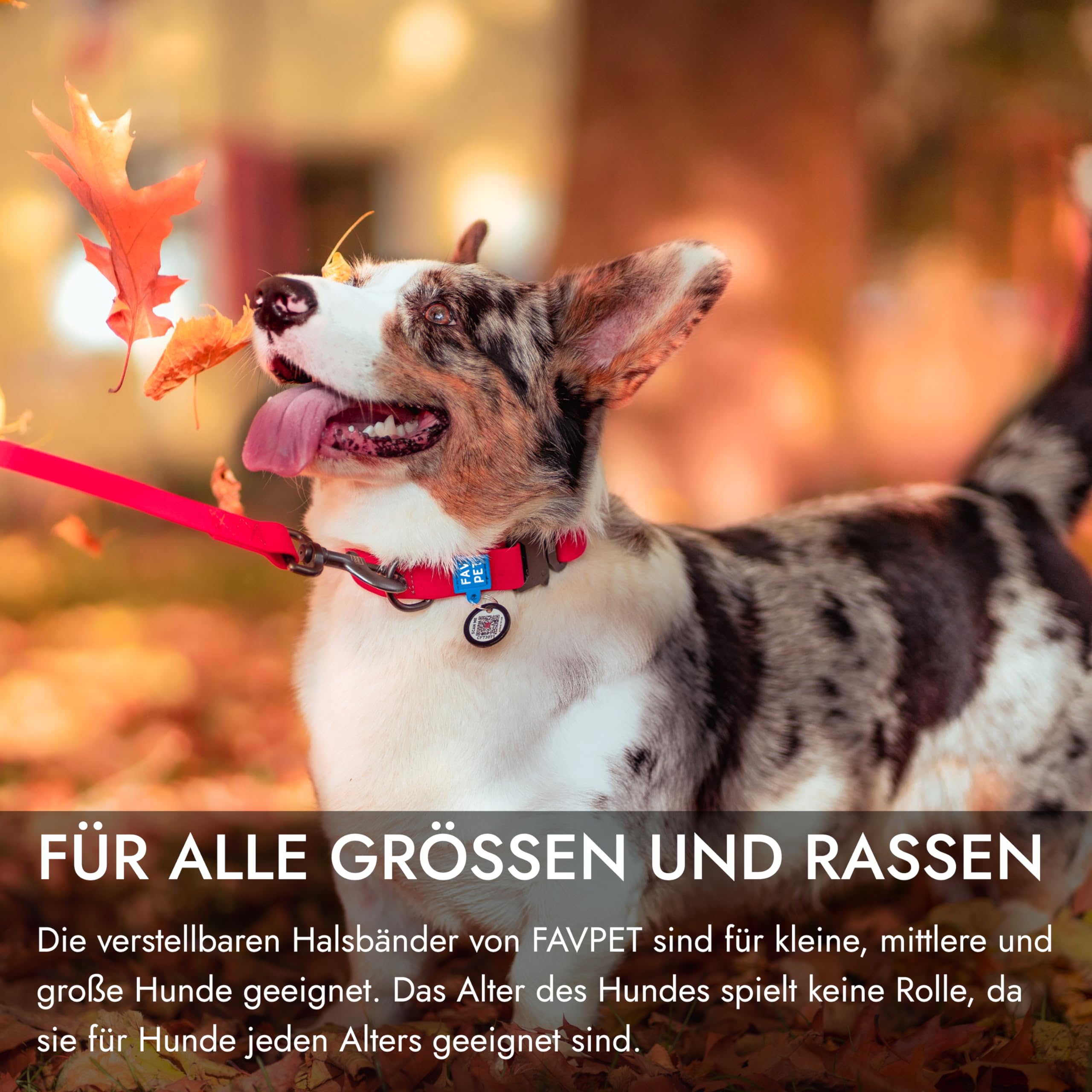 FAVPET Wasserdicht Biothane Halsband Hund Verstellbar, Bunte Hundehalsbnder  mit Cobra Schnalle und QR Code Anhnger, Halsband Hund Grosse Hunde,  Halsband Hund Klein, Welpen Halsbnder (Rot, S) : Amazon.de: Haustier
