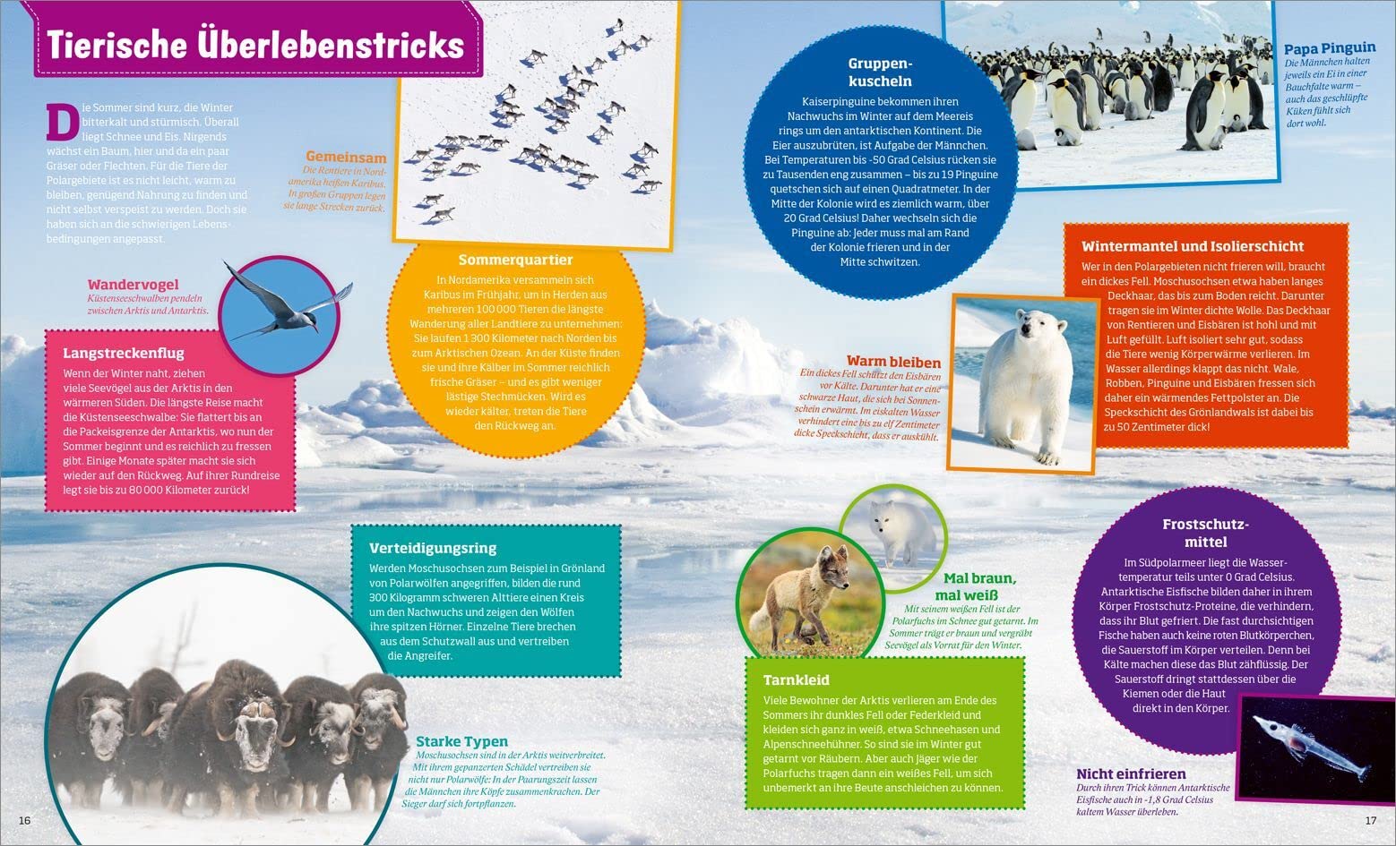 WAS IST WAS Polarstern. Forschen im Eis (WAS IST WAS Edition)