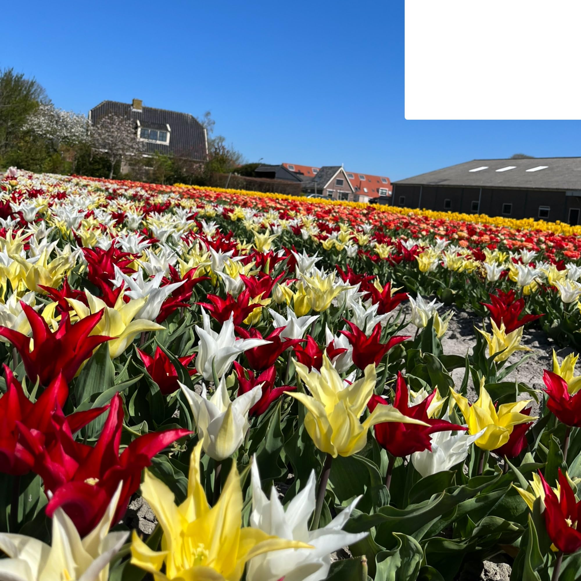 Bulbos de Tulipán 'Tres Chic Mix' | 20 Piezas | Tulipanes Rojos Amarillos y Blancos - 30-50cm - Ø5cm - bulbo de flor - Planta de jardín