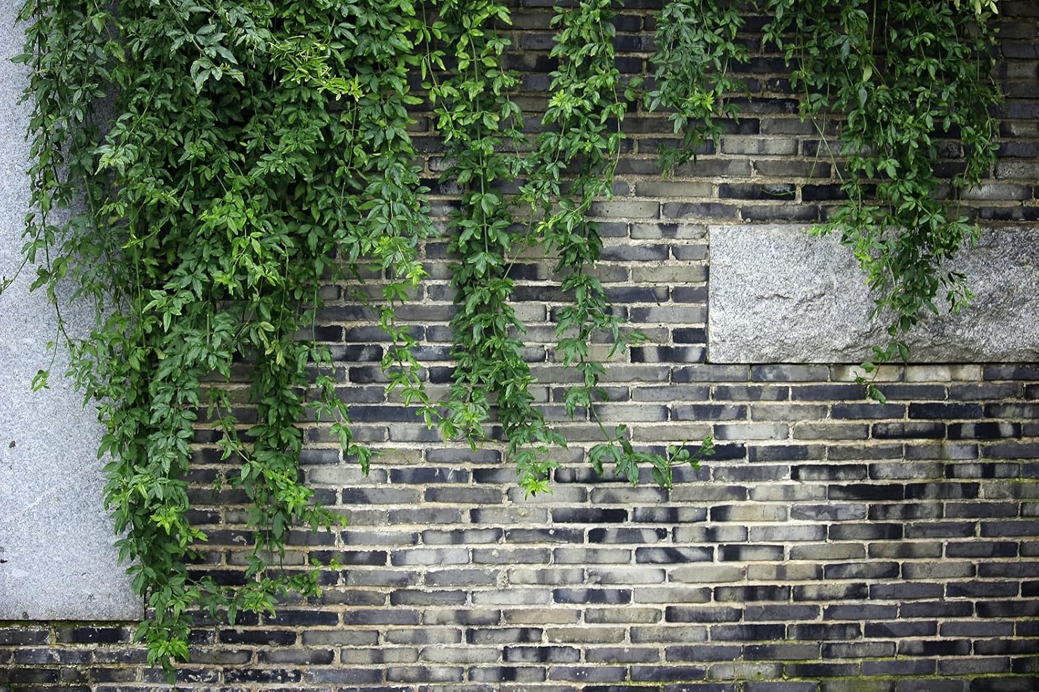 東宝 タペストリー カラフル 石 緑の葉 レンガ壁 レトロ デザイン センス 装飾 古典 背景 キレイ 横幅0cm 縦幅150cm おしゃれ 落ち着く プレゼント サプライズ クラシック 背景 気分 インテリア 壁掛け 壁飾り 暖簾 ホリデーパーティー 雰囲気転換b526 Faz Co Zm