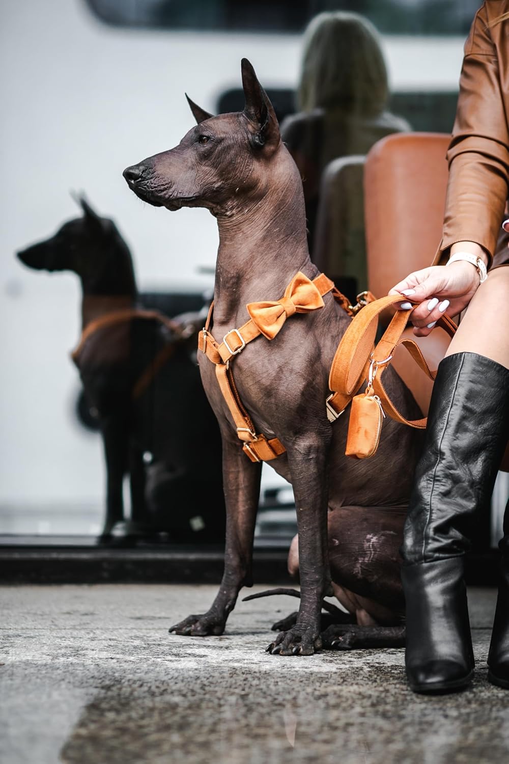 Brown Velvet Dog Set, Luxury Outfit With Cute Collar, Chest Adjustable Harness, Leash – Tailored for for Small, Medium