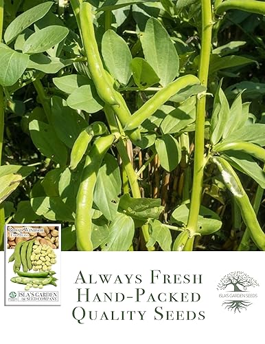 Miniatura 4 de "Broad Windsor" Fava Bean Seeds for Planting, 25 Heirloom Seeds Per Packet, (Isla's Garden Seeds), Non GMO Seeds, 95% Germination & Purity,
