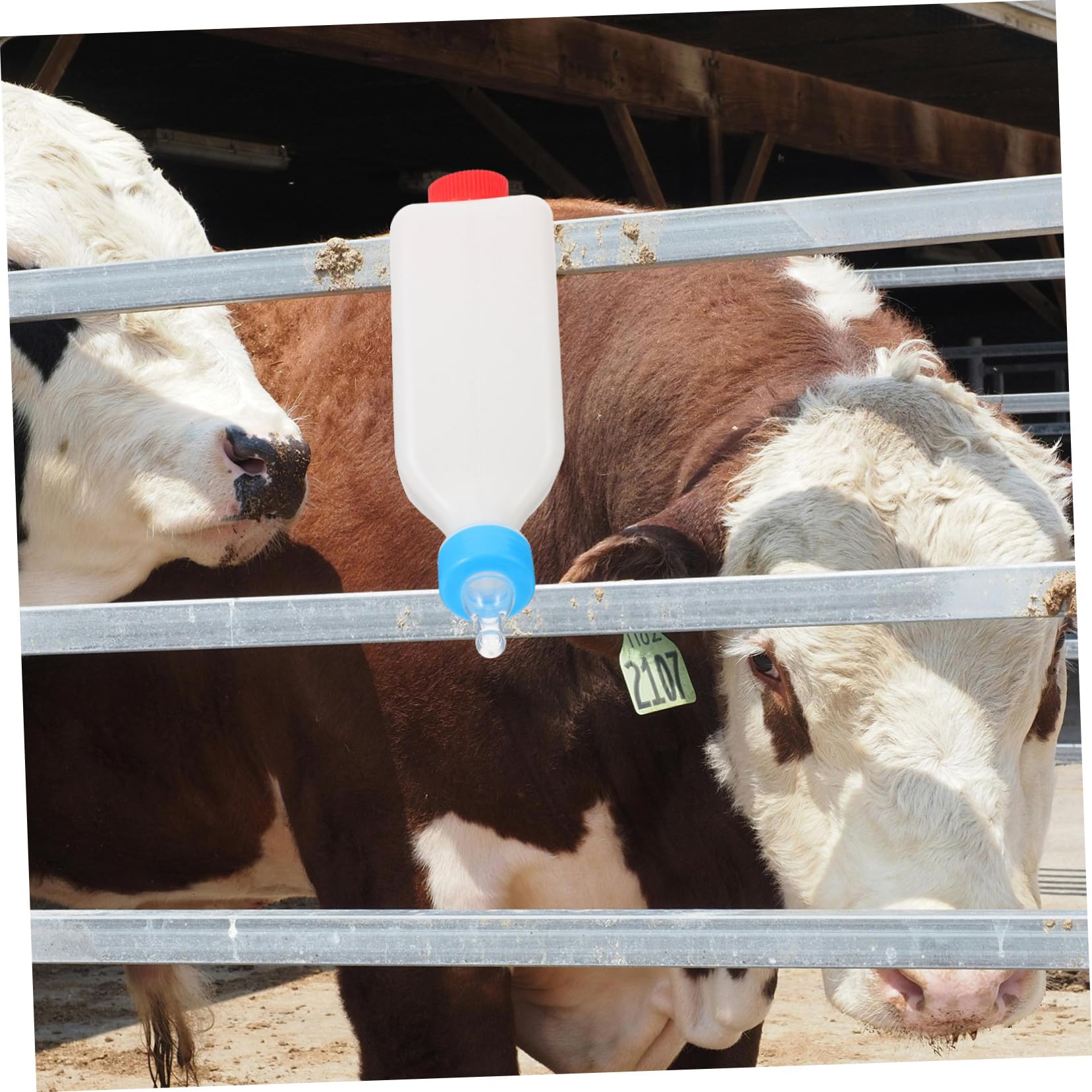 BESPORTBLE 4pezzi Bottiglia Per Allattamento Di Vitelli e Agnelli Feeder Per Latte Accessorio Per Allevamento Di Bestiame Facile Da Pulire e Utilizzare