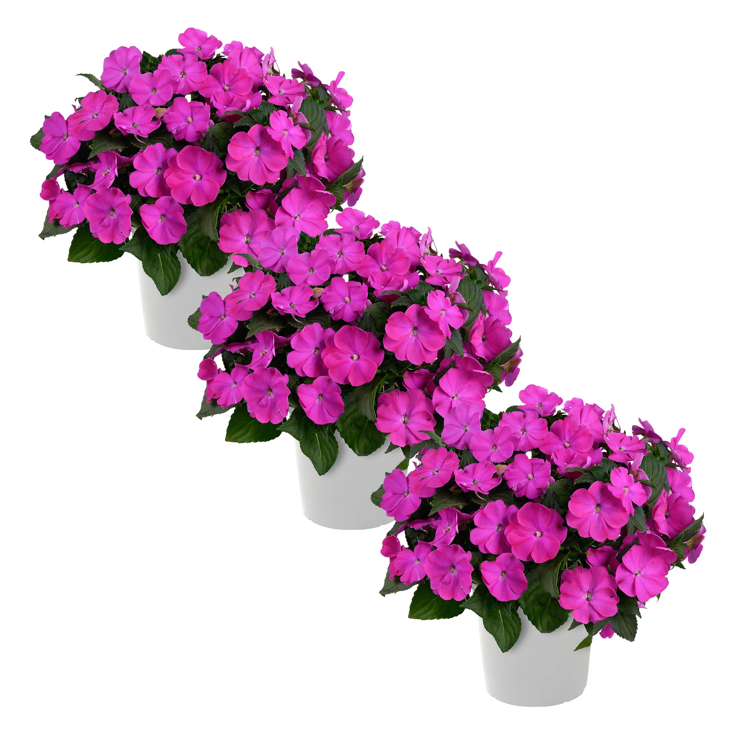 New Guinea Impatiens